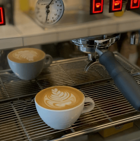 galeria catlovecoffee